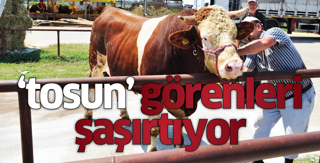 tosun görenleri şaşırtıyor
