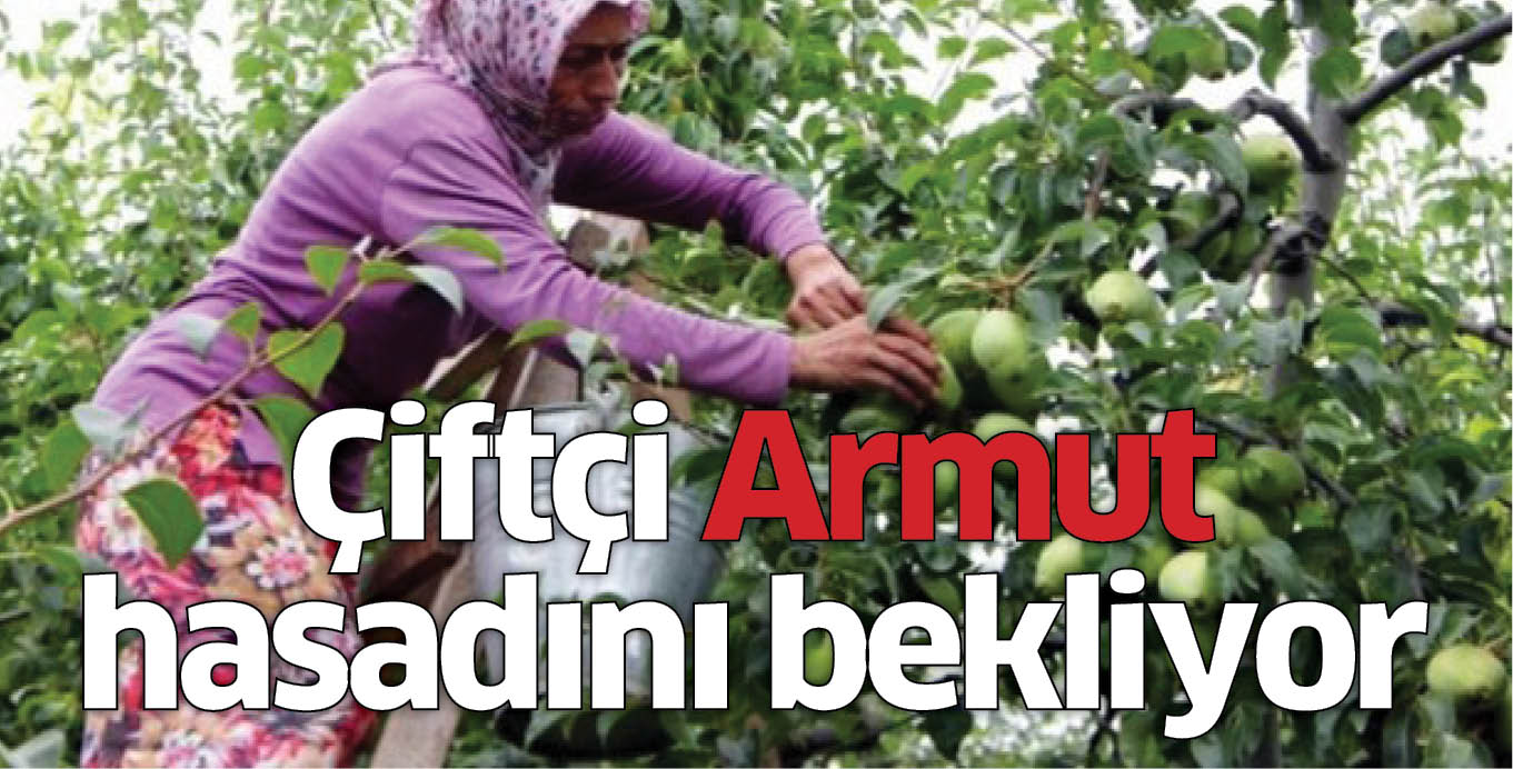 Çiftçi Armut hasadını bekliyor