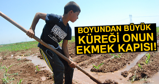 Boyundan büyük küreği onun ekmek parası !