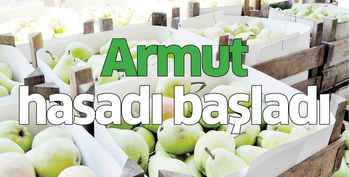 Armut hasadı başladı