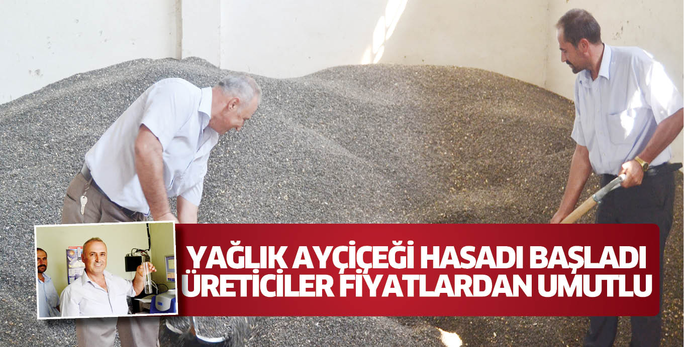 YAĞLIK AYÇİÇEĞİ HASADI BAŞLADI ÜRETİCİLER FİYATLARDAN UMUTLU