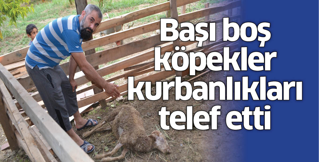 Başı boş köpekler kurbanlıkları telef etti