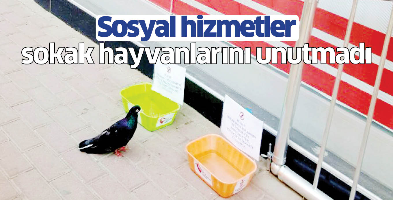 Sosyal hizmetler sokak hayvanlarını unutmadı