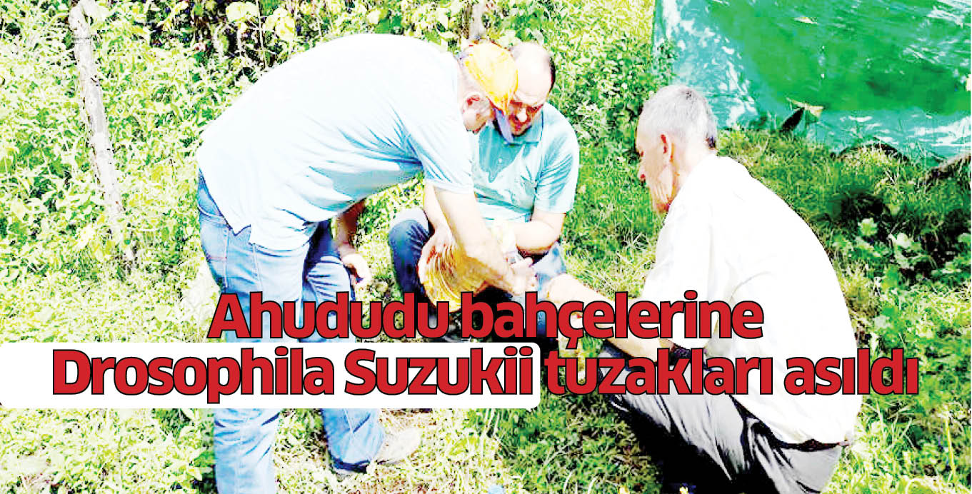 Ahududu bahçelerine Drosophila Suzukii tuzakları asıldı