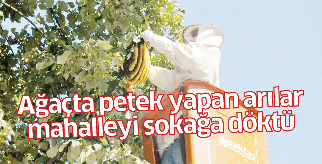Ağaçta petek yapan arılar mahalleyi sokağa döktü