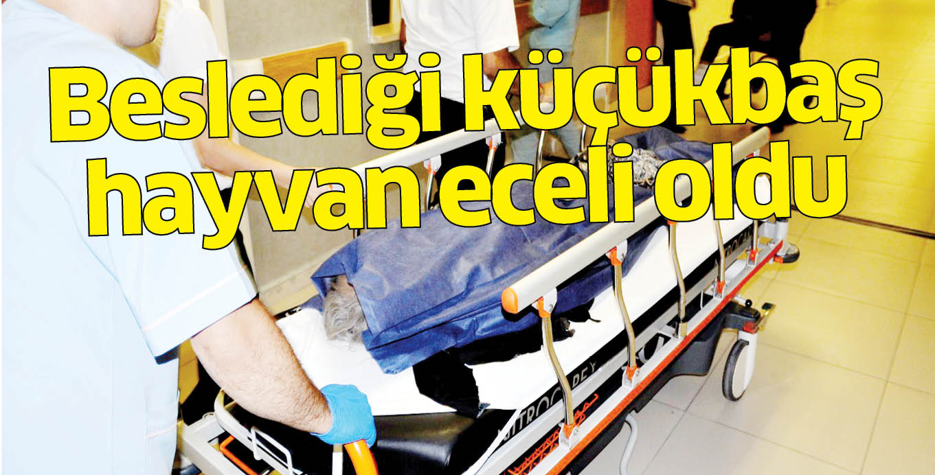 Beslediği küçükbaş hayvan eceli oldu