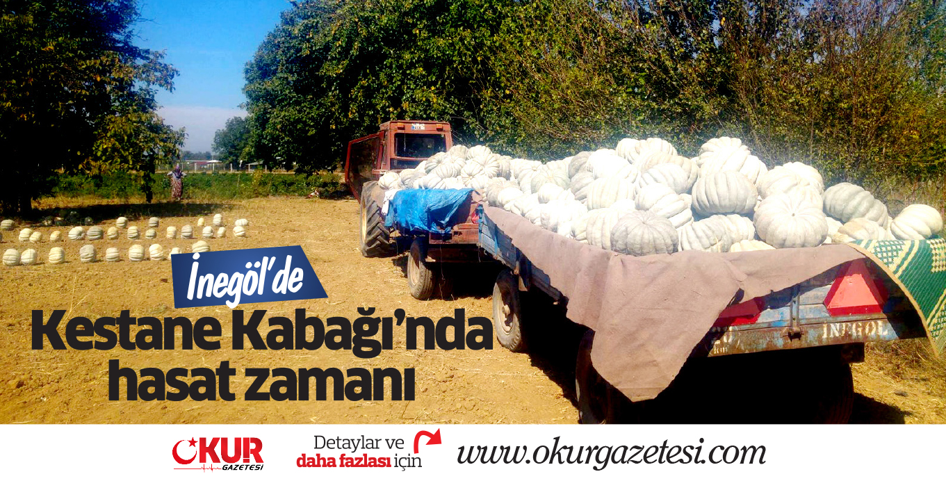 Kestane Kabağı’nda  hasat zamanı