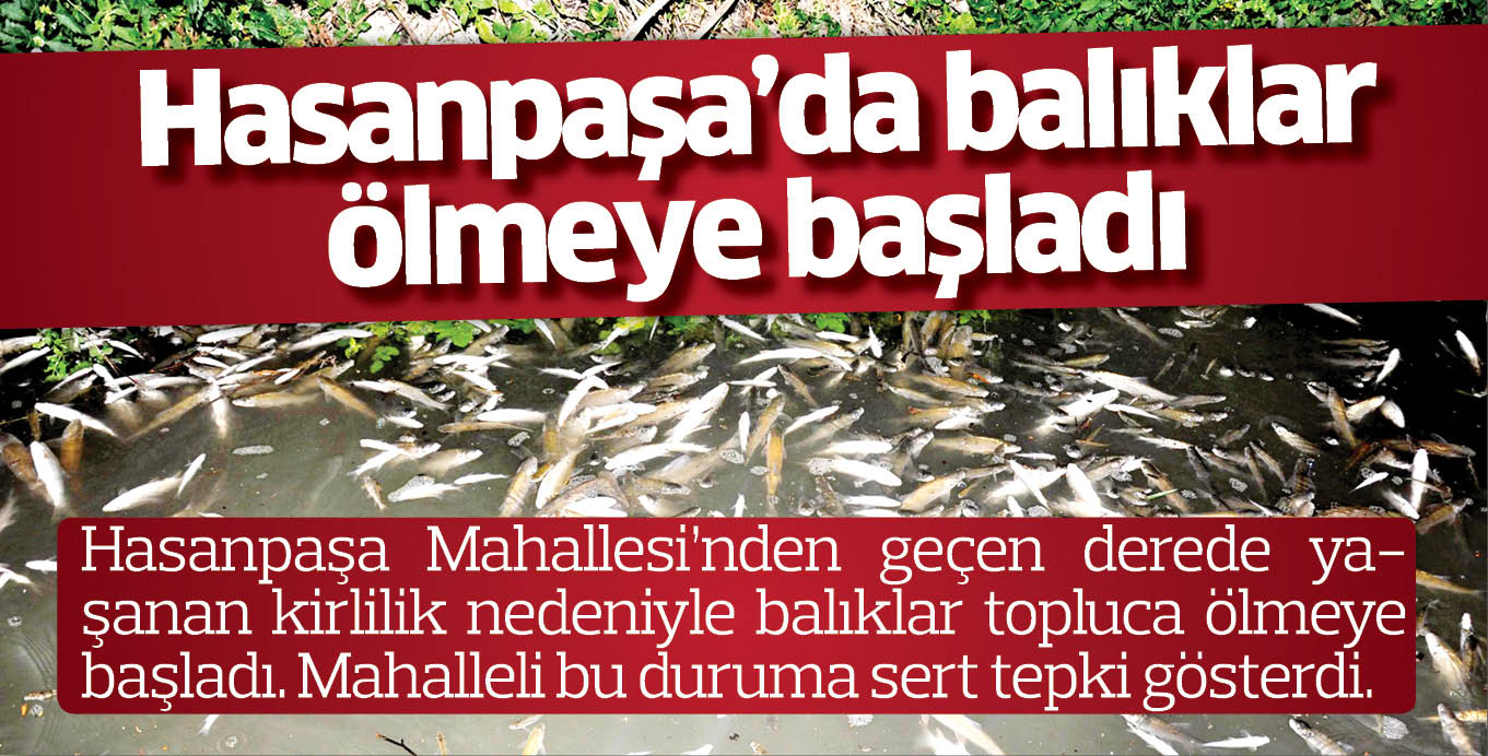Hasanpaşa’da balıklar ölmeye başladı