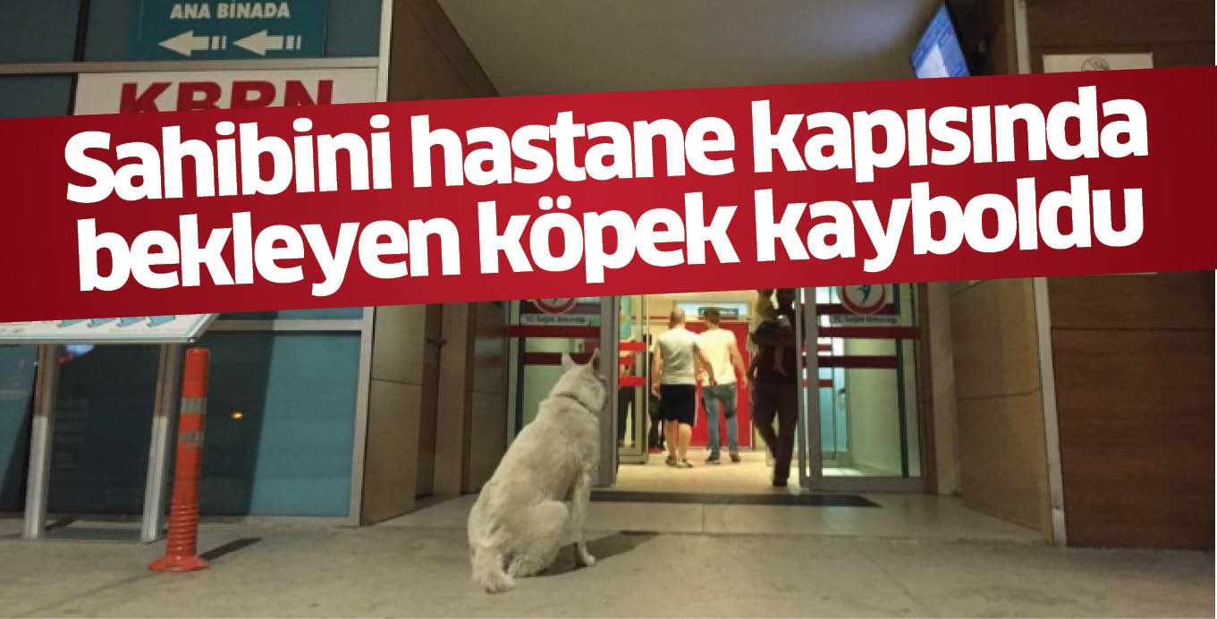 Sahibini hastane kapısında bekleyen köpek kayboldu