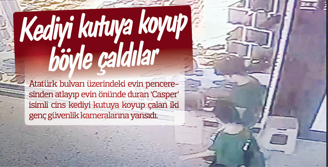 Kediyi kutuya koyup böyle çaldılar