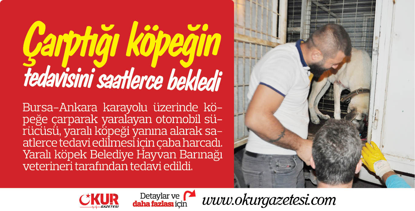 Çarptığı köpeğin tedavisini saatlerce bekledi