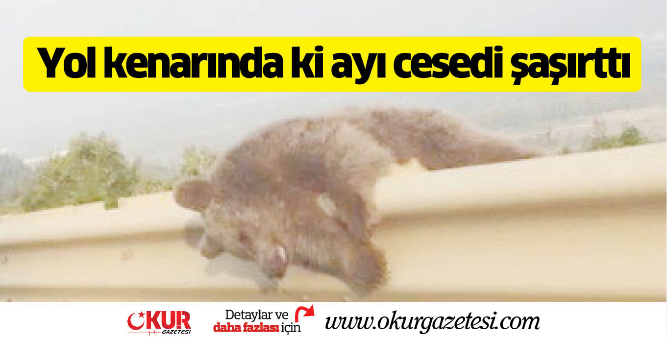 Yol kenarında ki ayı cesedi şaşırttı