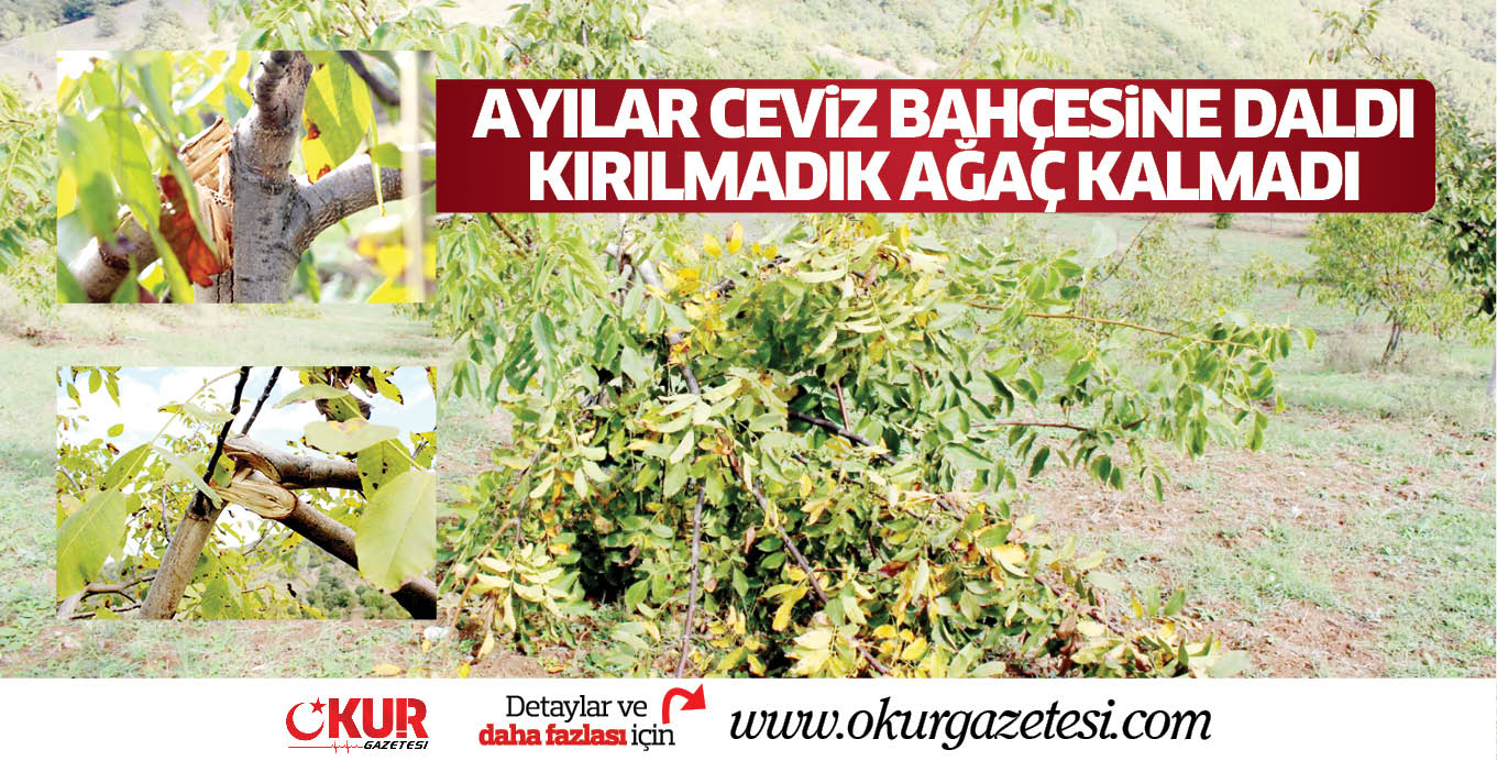 AYILAR CEViZ BAHÇESiNE DALDI KIRILMADIK AĞAÇ KALMADI
