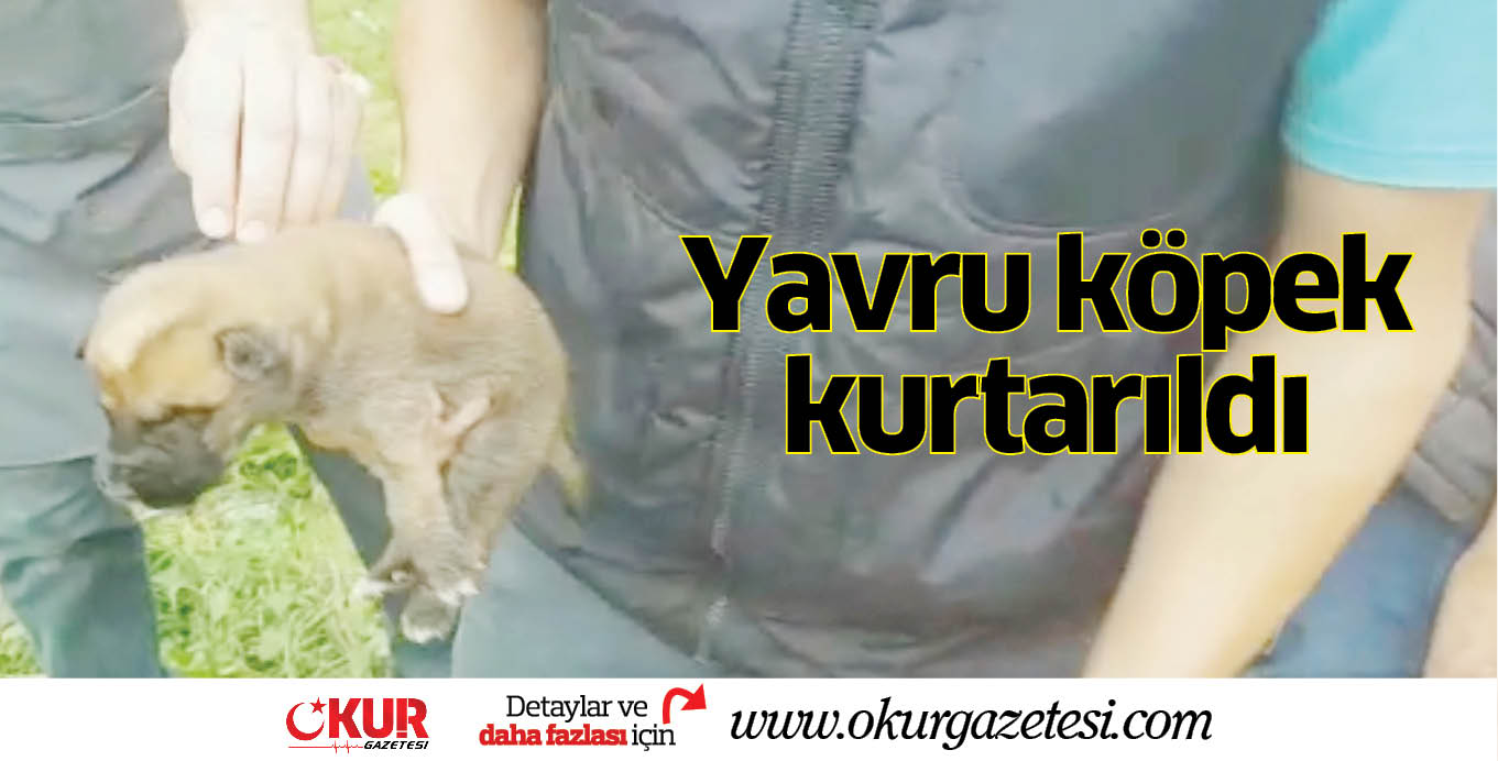 Yavru köpek kurtarıldı