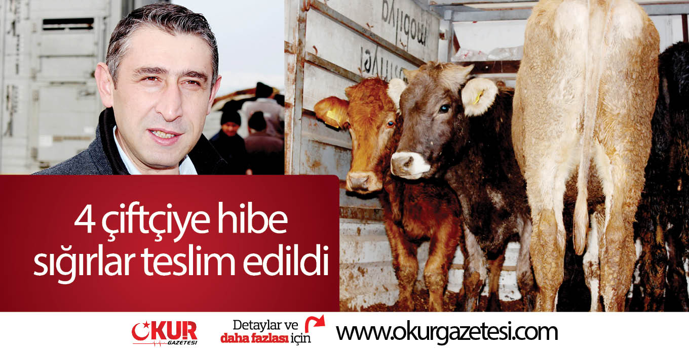 4 çiftçiye hibe sığırlar teslim edildi