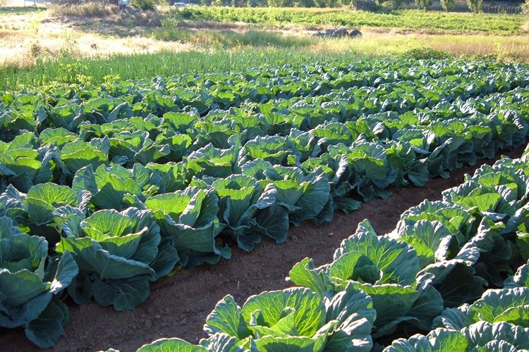 Lahana hasadı başladı