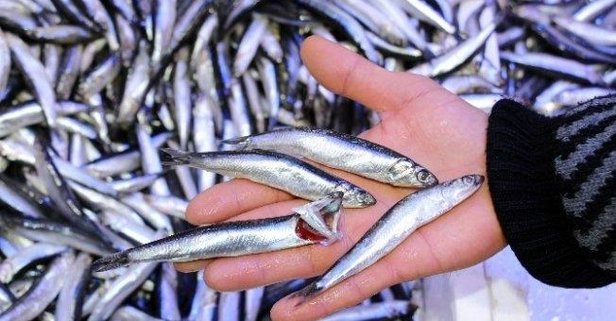 Hamsi 10 TL’den satılıyor.