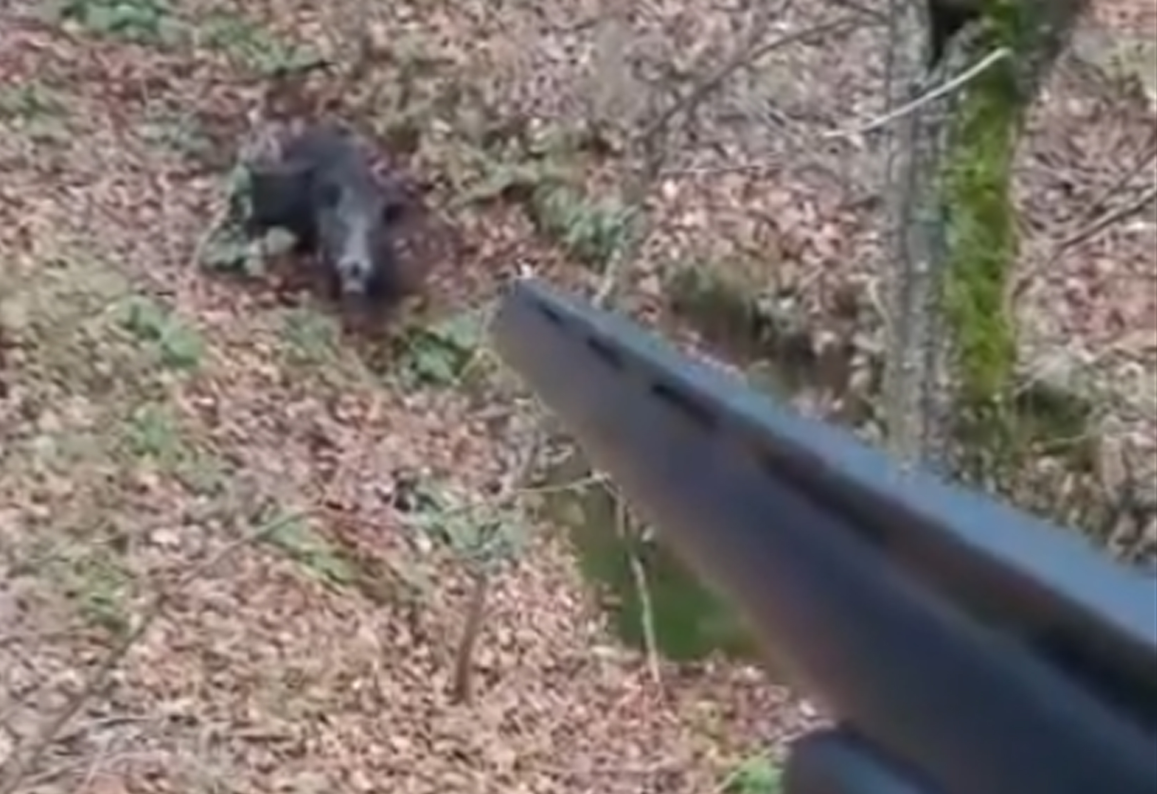 Domuzu son anda vurdu