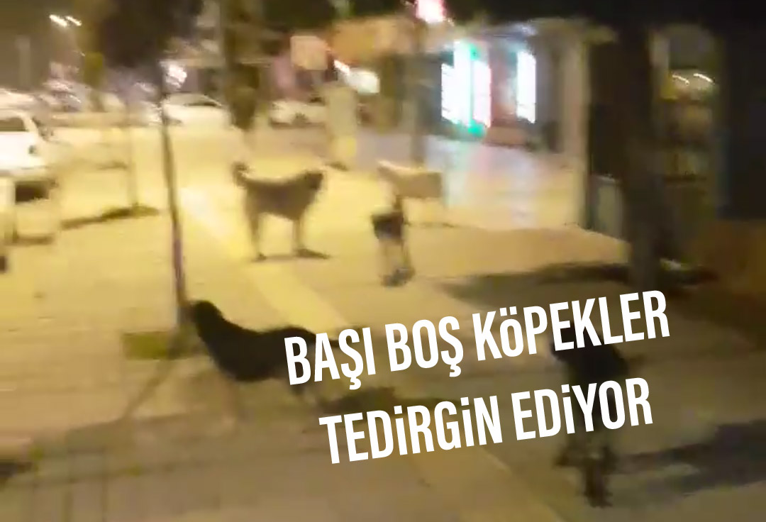 SOKAK KÖPEKLER TEDİRGİN EDİYOR