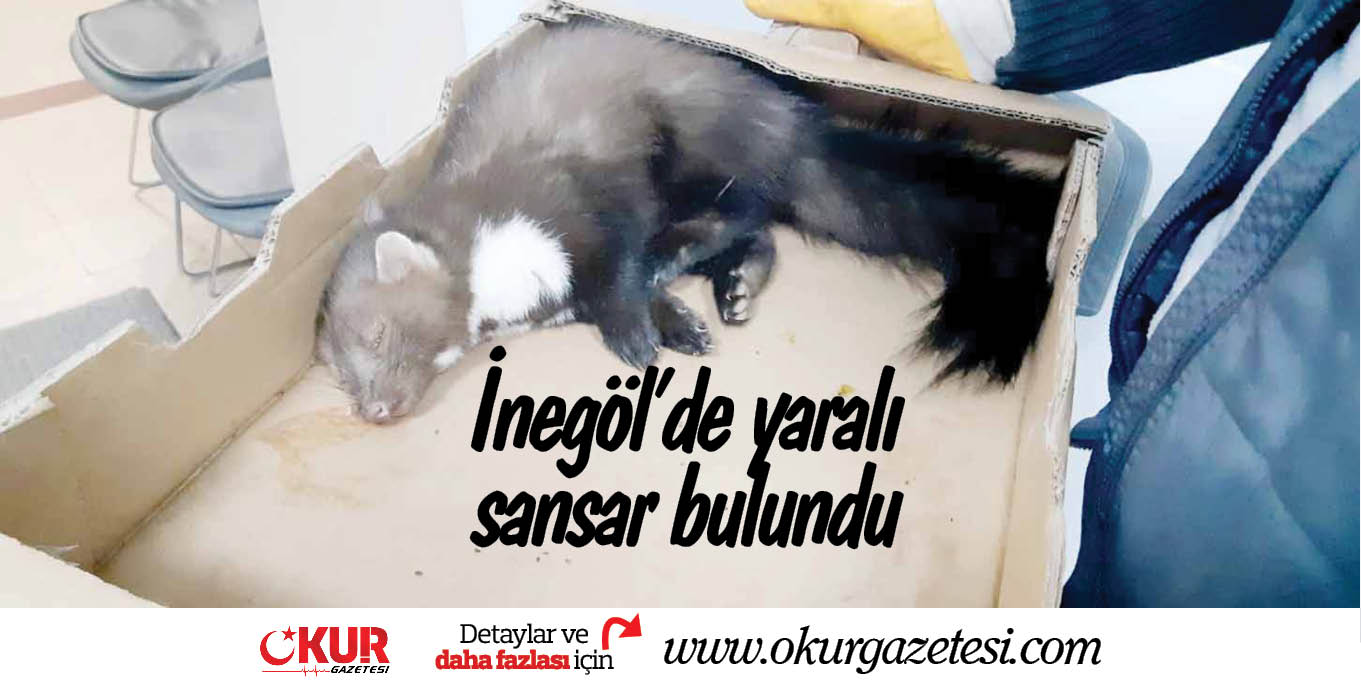 İnegöl’de yaralı bulunan sansar tedavi altına alındı