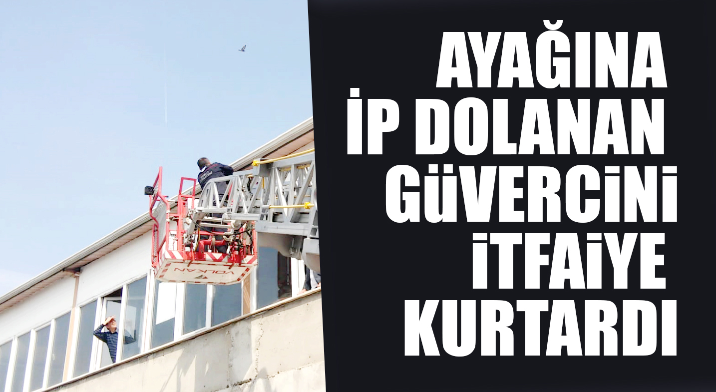 AYAĞINA İP DOLANAN KUŞU iTFAiYE KURTARDI