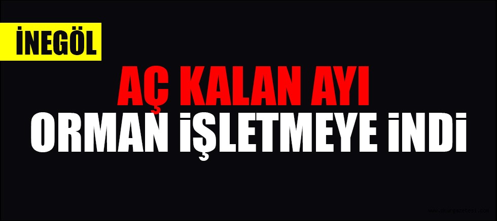 AÇ KALAN AYI ORMAN iŞLETMEYE iNDi