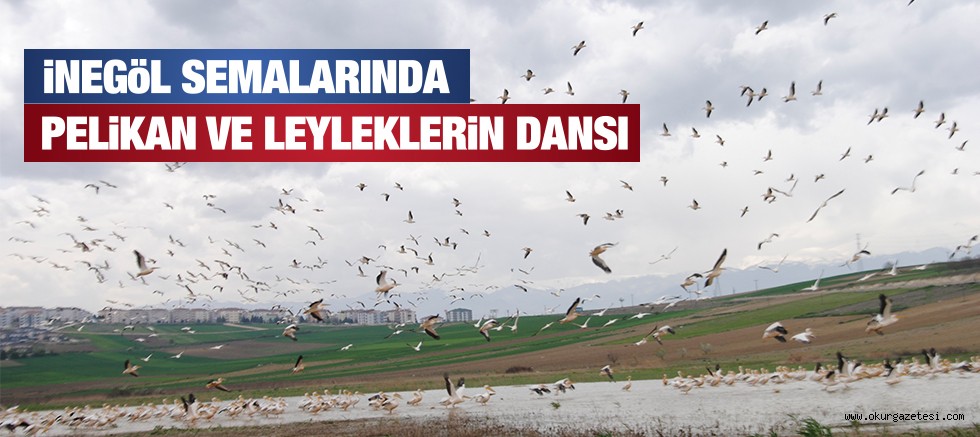 LEYLEK VE PELİKANLARIN DANSI BÜYÜLEDİ