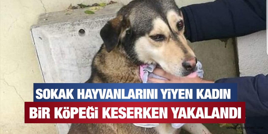 SOKAK HAYVANLARINI KESİP YİYEN KADIN BİR KÖPEĞİ KESERKEN YAKALANDI