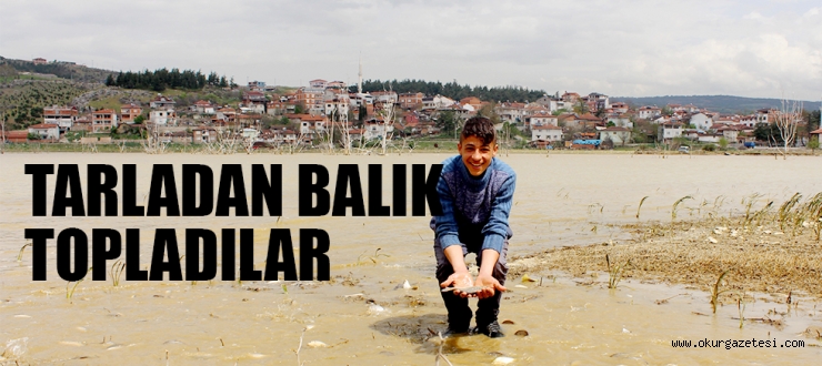 TARLADAN BALIK TOPLADILAR