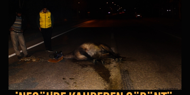 YOLA ANiDEN ÇIKAN AT KAZAYI BERABERİNDE GETİRDİ