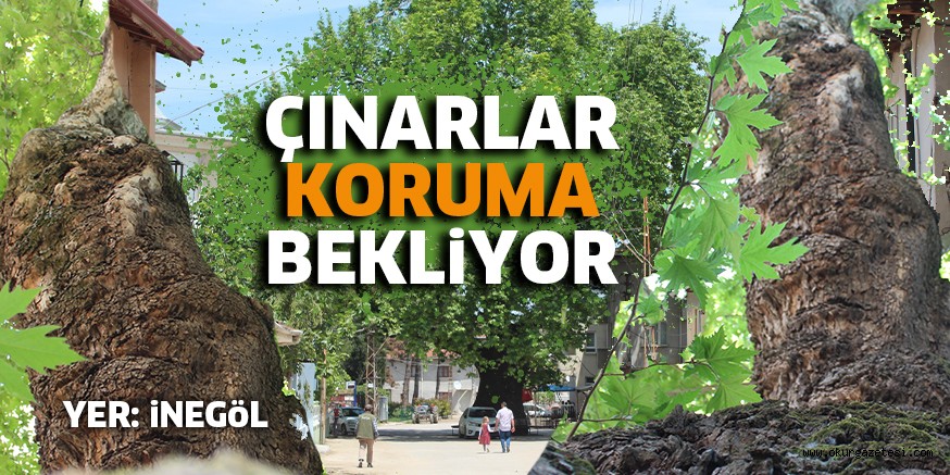 ÇINARLAR ‘KORUMA’ BEKLiYOR