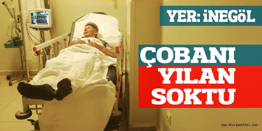 ÇOBANI YILAN SOKTU