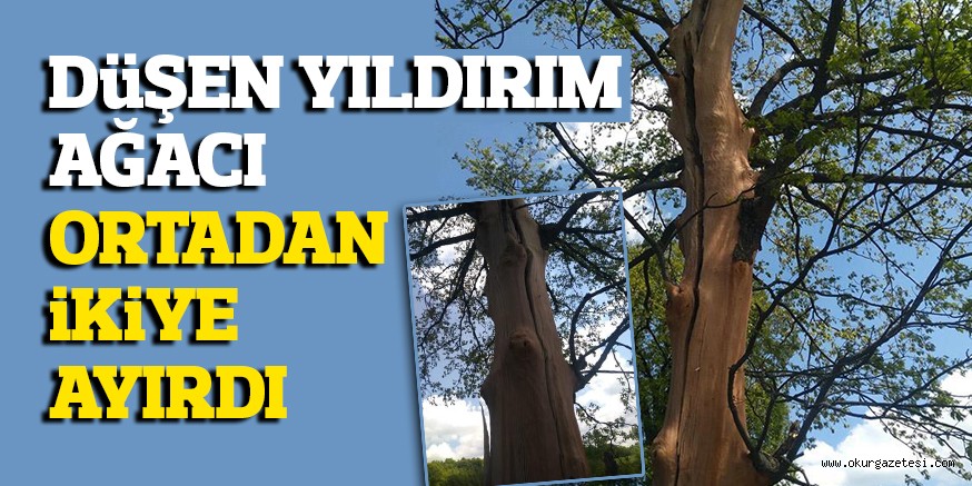 iNEGöL’DE DüŞEN YILDIRIM  AĞACI ORTADAN iKiYE AYIRDI
