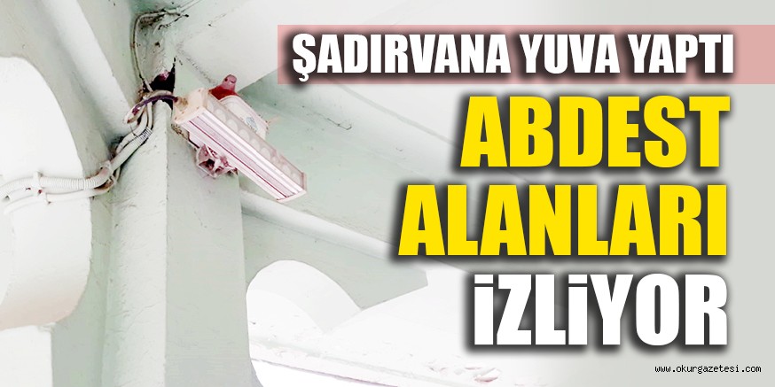 ŞADIRVANA YUVA YAPTI ABDEST ALANLARI İZLİYOR