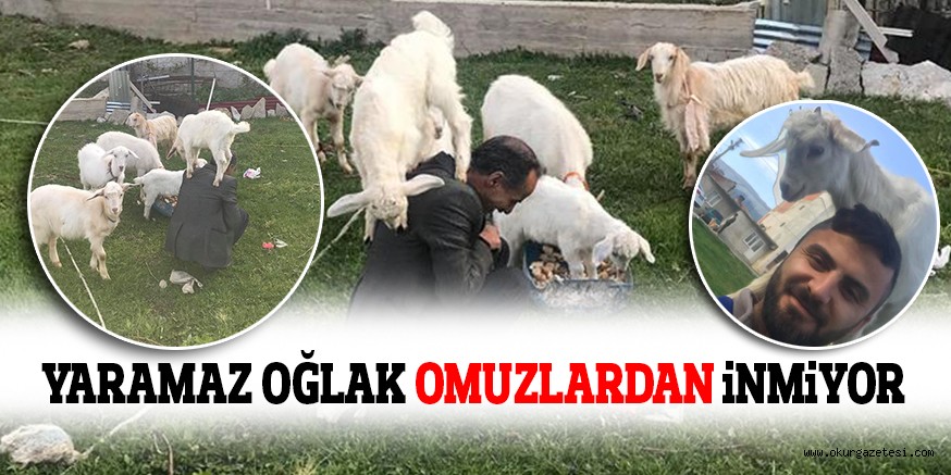 YARAMAZ OĞLAK OMUZLARDAN iNMiYOR