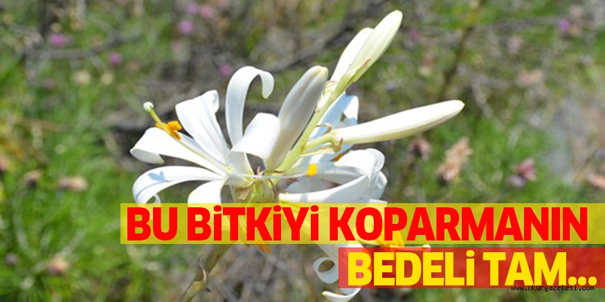 BU BiTKiYi KOPARMANIN BEDELi TAM…