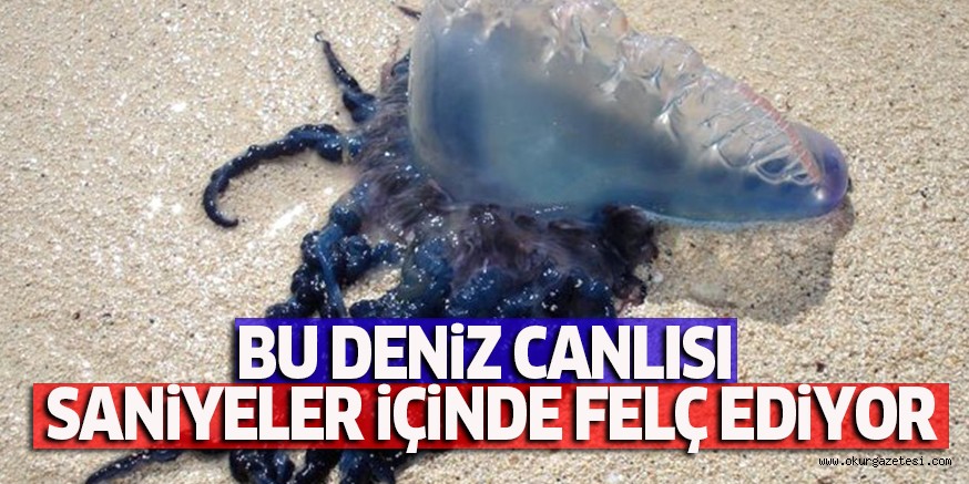 BU DENiZ CANLISI SANiYELER iÇiNDE FELÇ EDiYOR