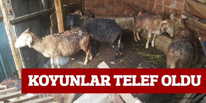 BURSA’DA AHIR YANGINI 4 KİŞİ YARALANDI 10 HAYVAN TELEF OLDU