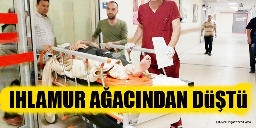 IHLAMUR AĞACINDAN DüŞTü
