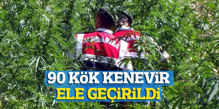 90 KöK KENEViR ELE GEÇiRiLDİ