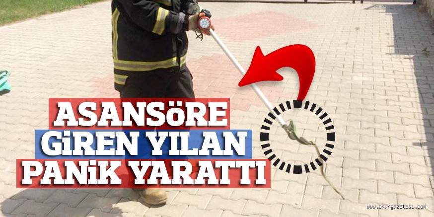 ASANSöRE GiREN YILAN PANiK YARATTI