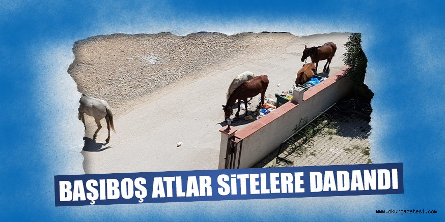 BAŞIBOŞ ATLAR  SiTELERE DADANDI