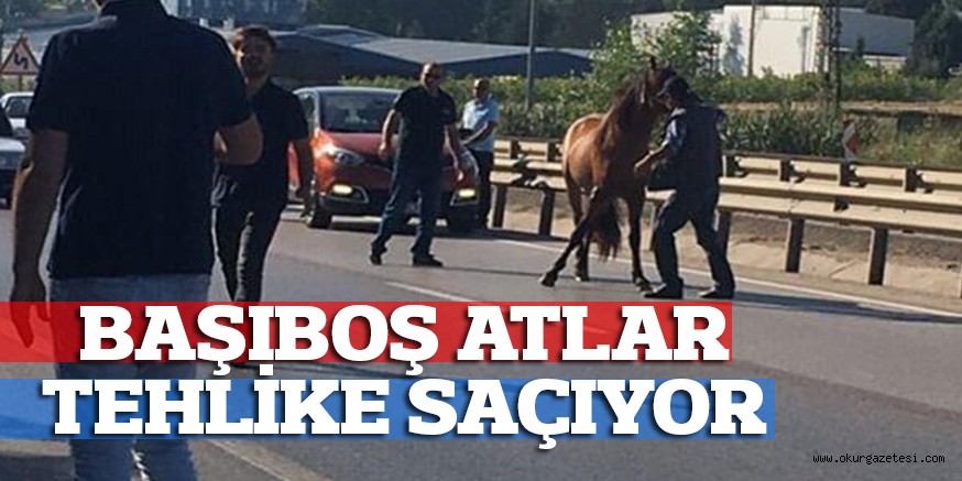 BAŞIBOŞ ATLAR TEHLİKE SAÇIYOR