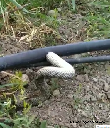 HORTUMA SIKIŞAN YILANI KURTARARAK DOĞAYA SALDI