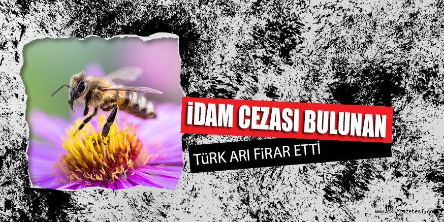 İDAM CEZASI BULUNAN TüRK ARI FiRAR ETTİ
