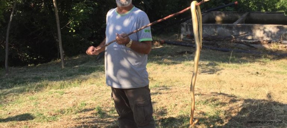 iNEGöL’ü YILANLAR SARDI