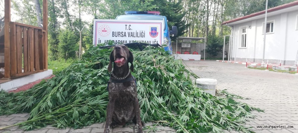 JANDARMADAN UYUŞTURUCU BASKINI