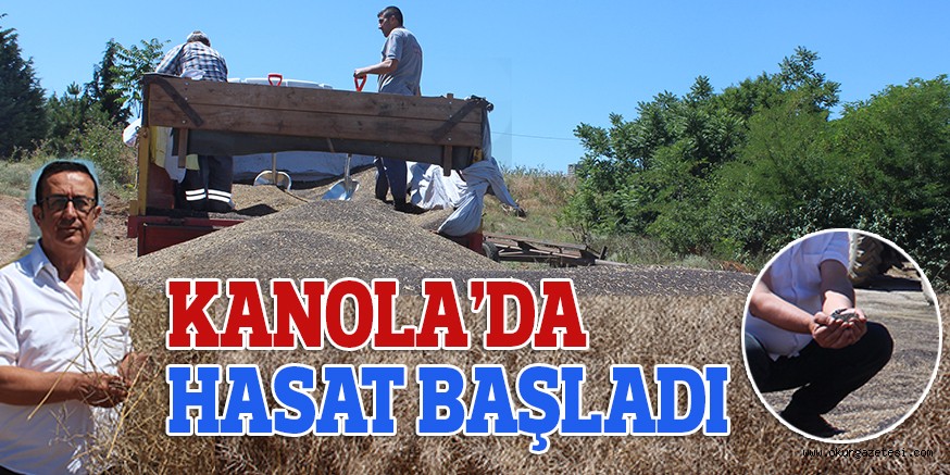KANOLA’DA HASAT BAŞLADI