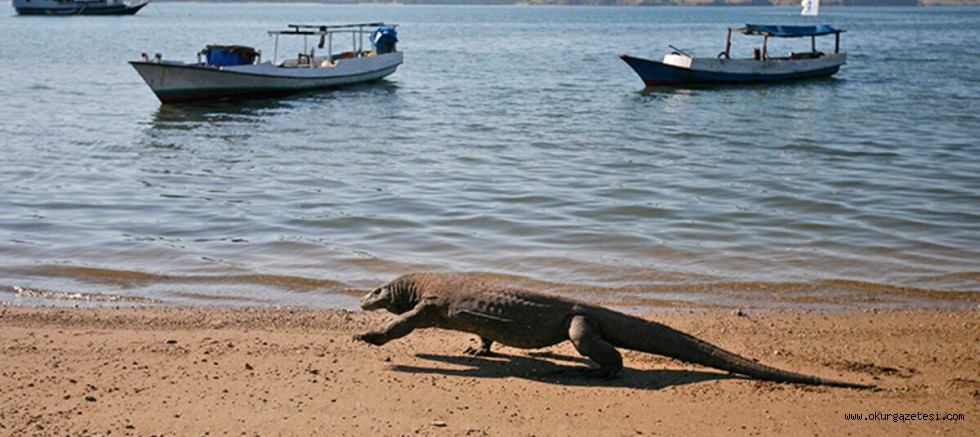 KOMODO EJDERi KORUNMASI iÇiN 39,6 MiLYON LiRA HARCANACAK!