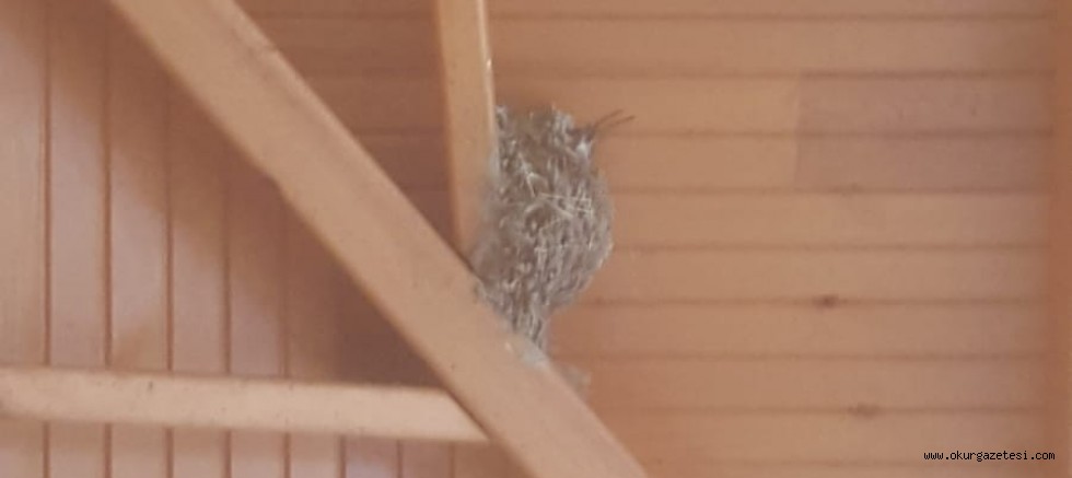 KUŞ YUVALARI iLGi ODAĞI
